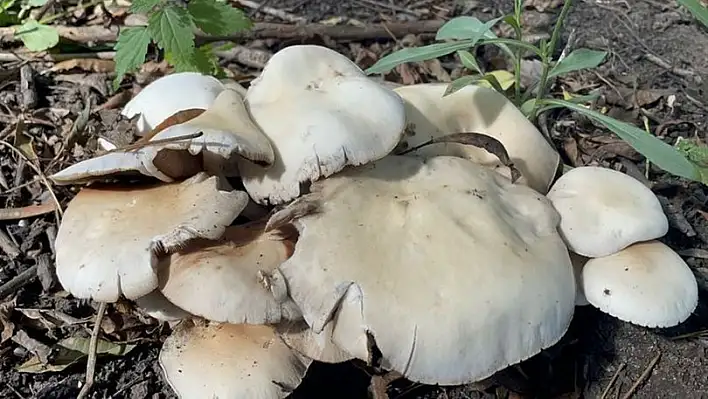 Bolu’da mantardan zehirlenen  4 kişi hastaneye kaldırıldı