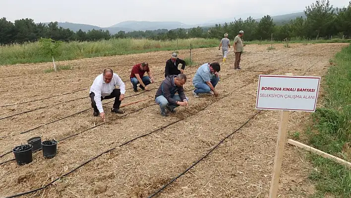 Bornova Kınalı Bamyası'na koruma kalkanı