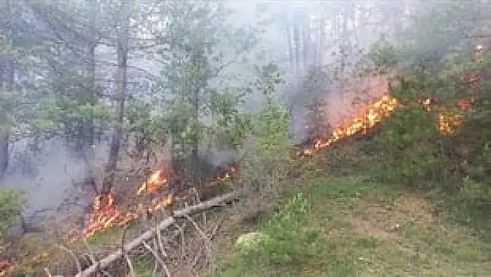 Bursa’da orman yangını