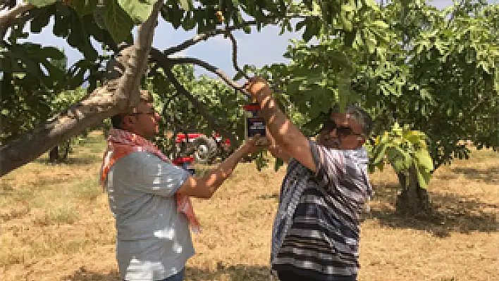 Büyükşehir Ödemiş'te 4 bin 500 ekşilik böceği tuzağı dağıttı