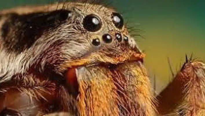 Cam tüpler içinde 76 tarantula ele geçirildi