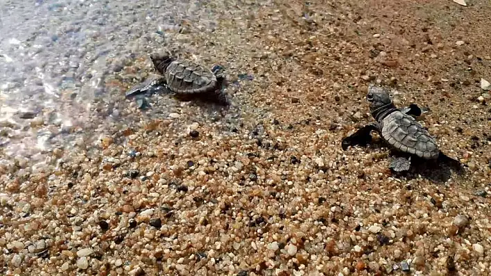 Caretta caretta yavruları denizle buluştu