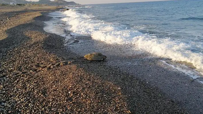 Caretta carettaların yuvasını yıkanlar cezasını buldu