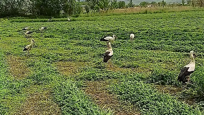 Denizli’de leylekler ışıklı gölüne geldiler