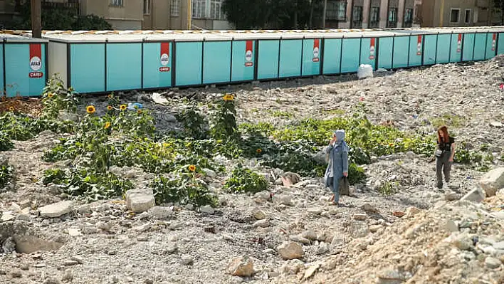 Depremin merkez üssünde ay çiçekleri filizlendi