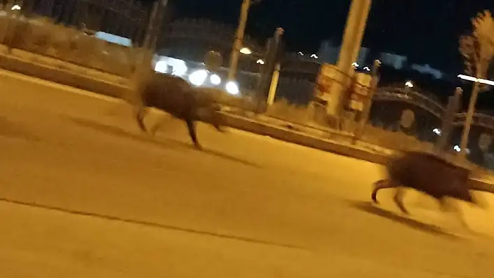 Domuzlar aç kalınca şehre indi