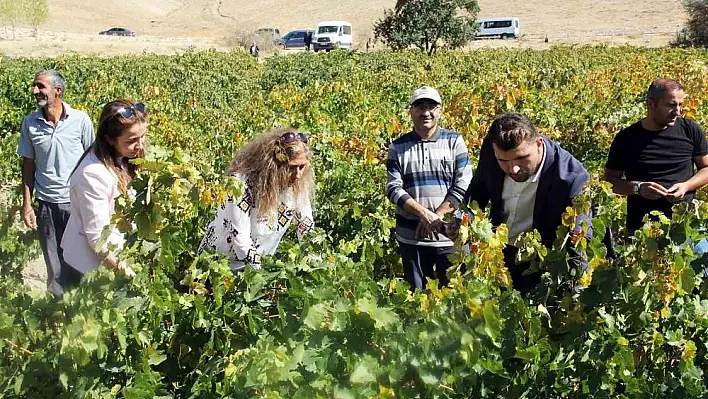 Erciş üzümü denetimden geçti