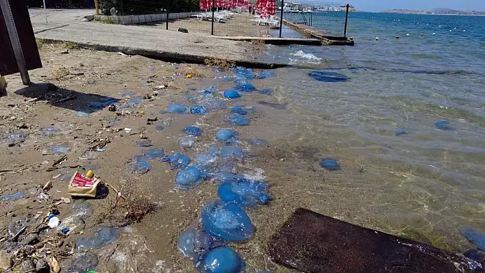 Foça’da denizanasından dolayı yanma batma vakaları arttı