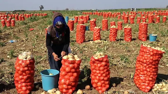 Hasatın Hızlanması Soğanı Ucuzlattı