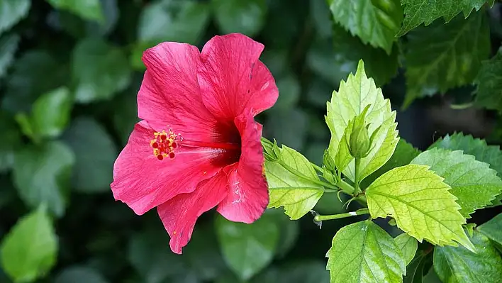 Hibiskus hakkında merak edilenler