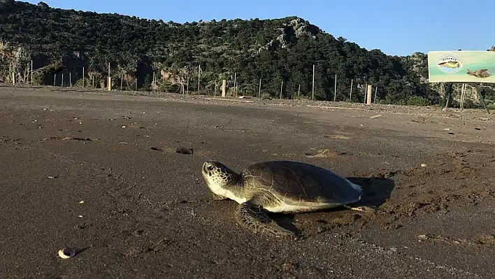 İlk Caretta Carettalar koruma altında