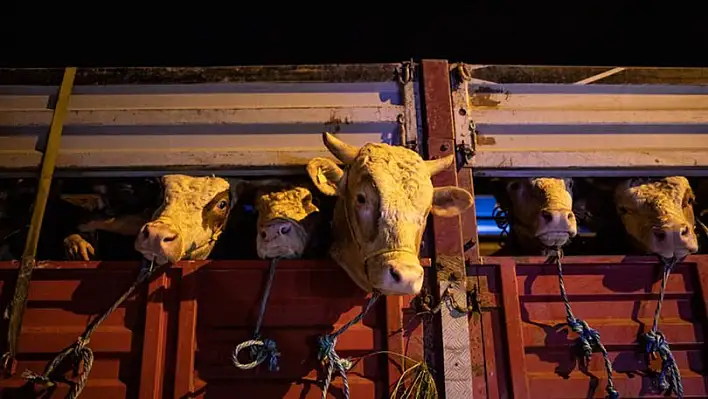 İstanbul’a kurbanlık hayvan girişleri başladı