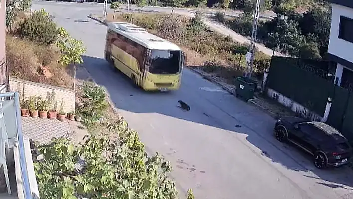 İstanbul'da İETT otobüsü köpek ezdi !