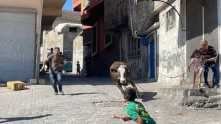Kaçan kurbanlık boğa iki saatlik kovalamacanın ardından yakalandı