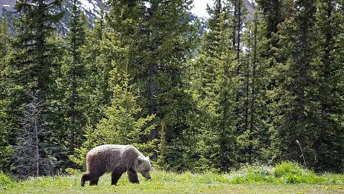 Kanada'da ulusal parkta bozayı saldırısı: 2 ölü