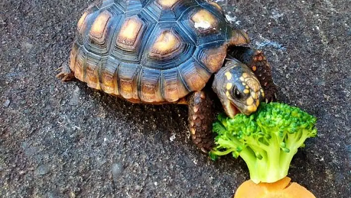 Kaplumbağalar hakkında bilmeniz gerekenler