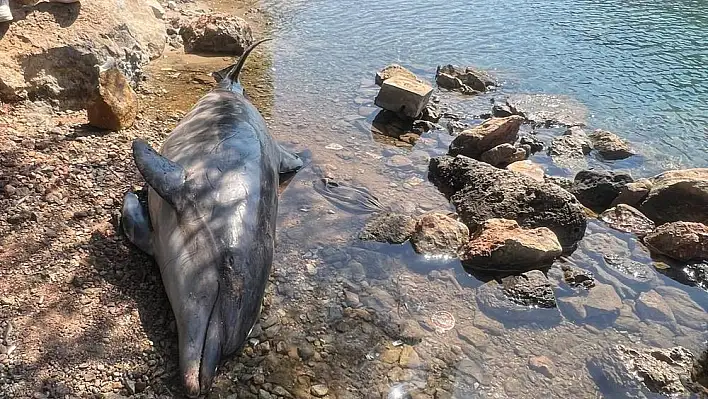 Karaya vuran yunus görenleri şaşkına çevirdi