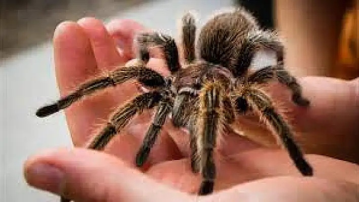 Kargoyla tarantula gönderdiler