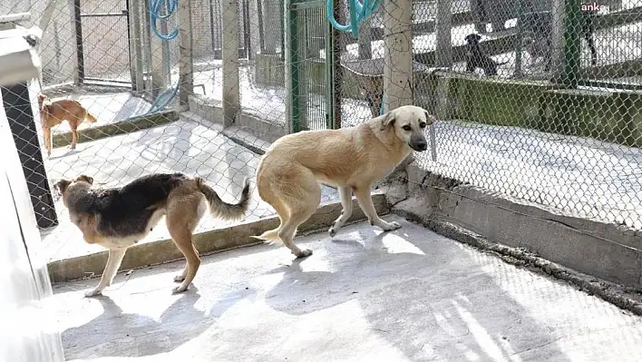 Karşıyaka Belediyesi'nden ampute köpeklere yuva