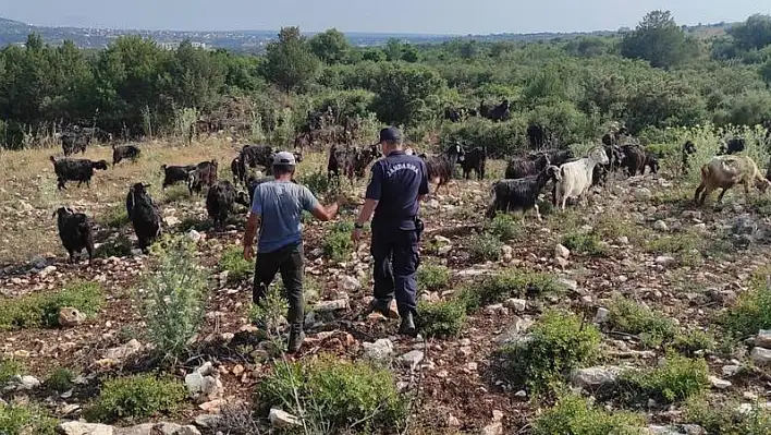 Kaybolan keçiler drone ile bulundu