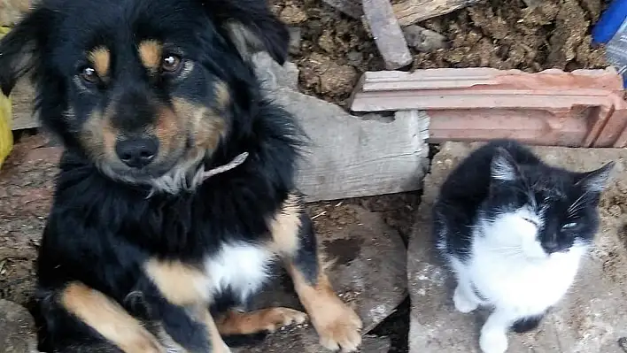 Kayıp köpeği Boncuğu bulana ödül verecek