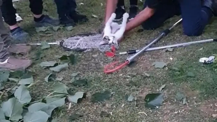 Kedi kalp masajıyla hayata döndürüldü