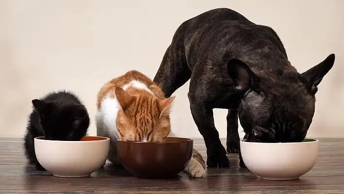 Kedi köpek mamalarına yüzde 30 rekor zam geldi!