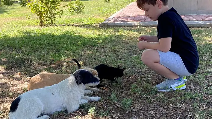 Kedi ve köpeğin örnek dostluğu