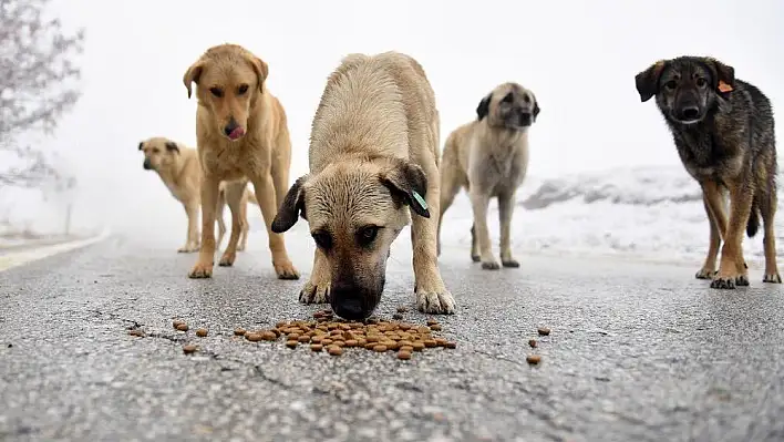 Kedi ve köpek mamasında lüks tüketime girdi