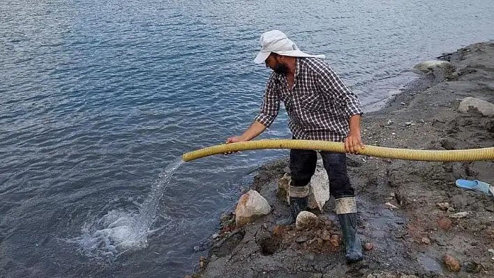 Kemer Baraj Gölü'ne  300 bin sazan yavrusu suyla buluştu