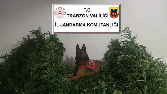 Kenevir operasyonunda 2 kişi gözaltına altında