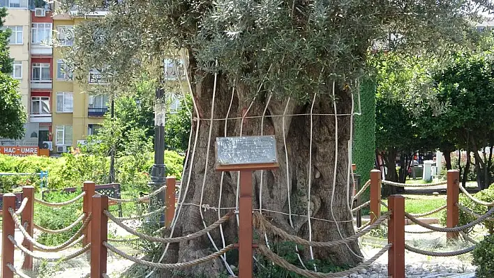 Kilometrelerce uzaklıktan getirilen 600 yıllık ağaç