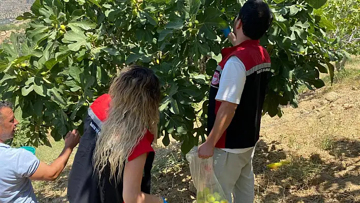 Kiraz'da İncirlerde Pestisit Kontrolü Yapıldı