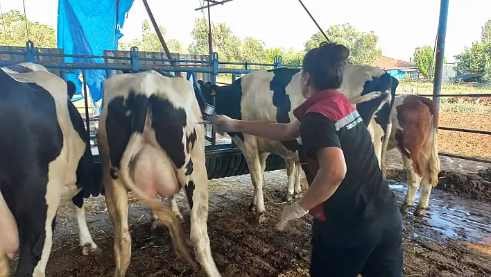 Kiraz'da Şap Aşılama Çalışmaları Yapıldı