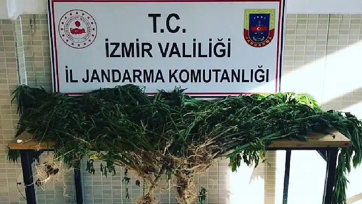 Kiraz’da 214 kök Hint keneviri ele geçirildi