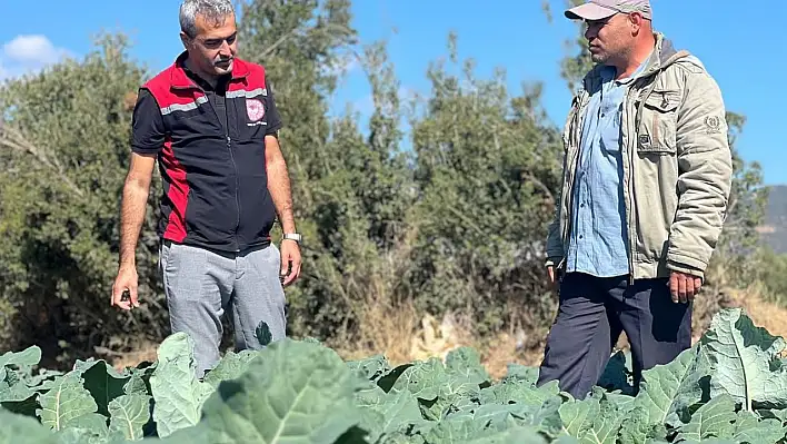 Kışlık Sebze Fidelerinde Verim Kontrolü Yapıldı