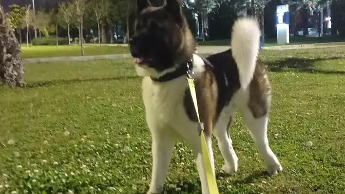 Köpeği tekmeleyerek öldürdü