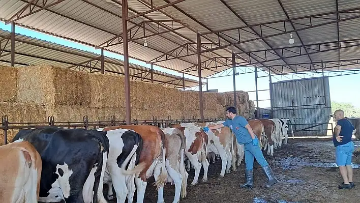 Küçük Menderes Havzası'nda Şap Hastalığı Vakaları Artıyor