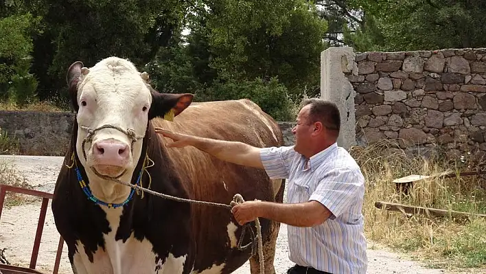 Kurbanlık boğa 220 bin liradan alıcısını bekliyor