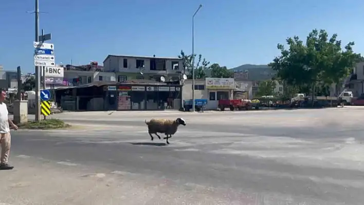 Kurbanlık koç canını kurtaramadı