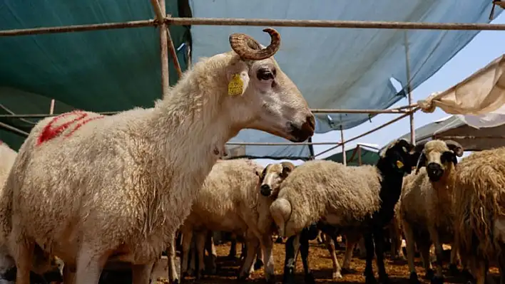 Kurbanlıkların sakatatlarında kist uyarısı