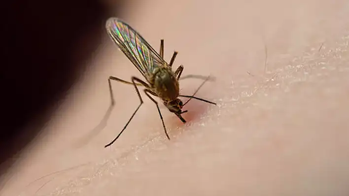 Küresel ısınma sivrisinek kaynaklı hastalıkları arttırıyor