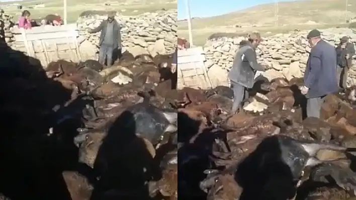Kurt dehşeti: 190 koyun öldü