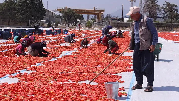 Kurutulmuş domatesler ihraç ediliyor