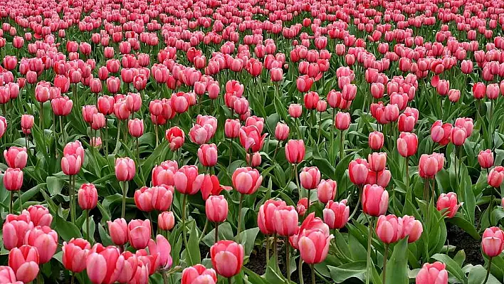 Lale üretimi kadınlara gelir kapısı olacak