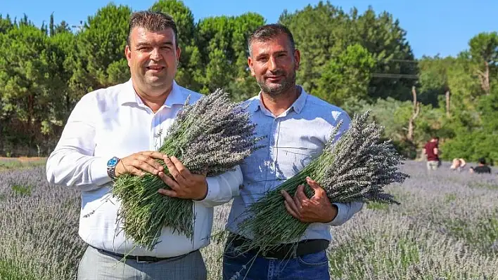Lavanta hasadı şenlikle başlıyor