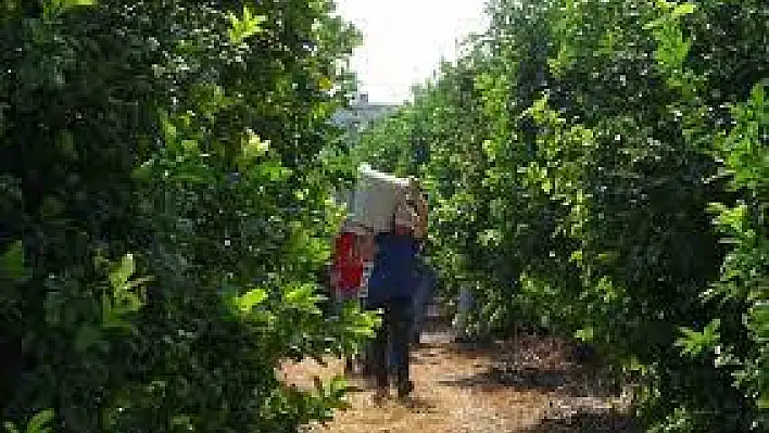 Limonun başkentinde 'hasat' dönemi, 10 çeşidi üretiliyor