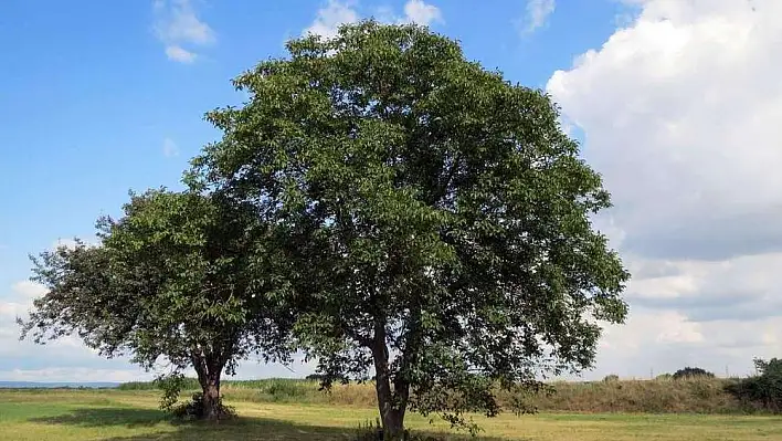 'Maraş-18' cevizinde hasat dönemi