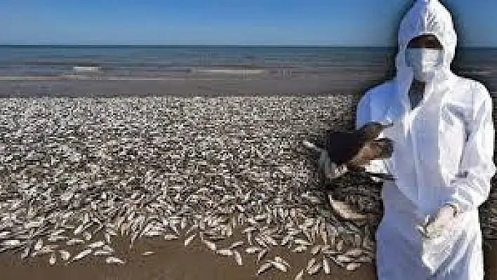 Meksika’ da toplu kuş ölümleri sebebi ‘El Nino’