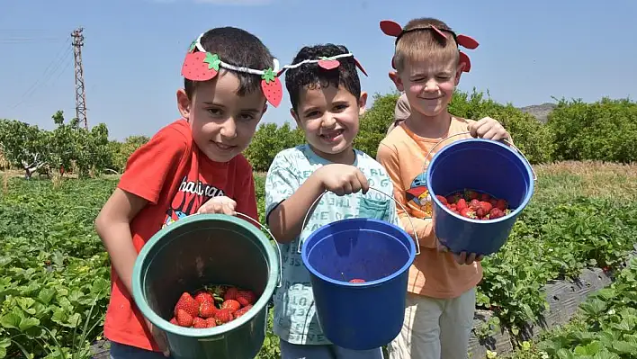 Menemen'de çilek kokulu günler başladı